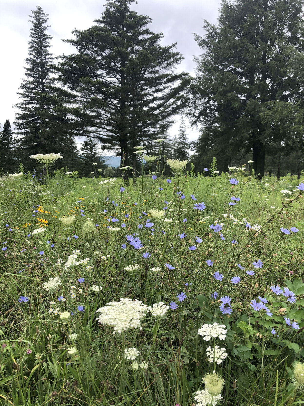 A field of wildflowers (copy)